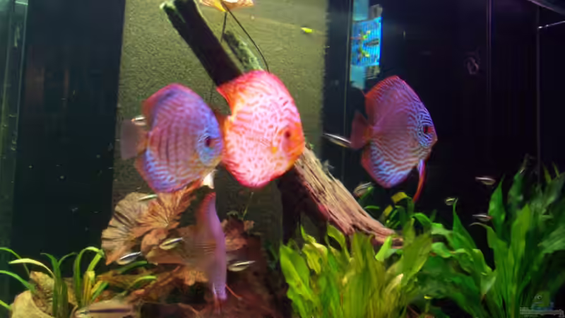 Besatz im Aquarium Becken 24596 von Stefan Arenth (30)