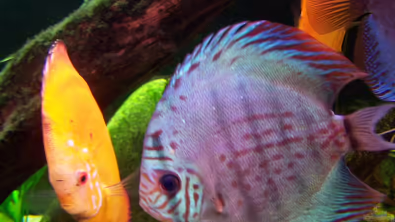 Besatz im Aquarium Becken 24596 von Stefan Arenth (31)