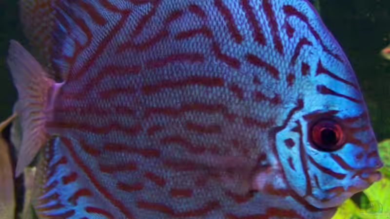 Besatz im Aquarium Becken 24596 von Stefan Arenth (33)