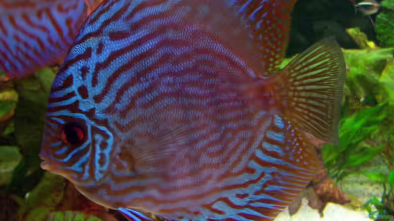 Besatz im Aquarium Becken 24596 von Stefan Arenth (35)