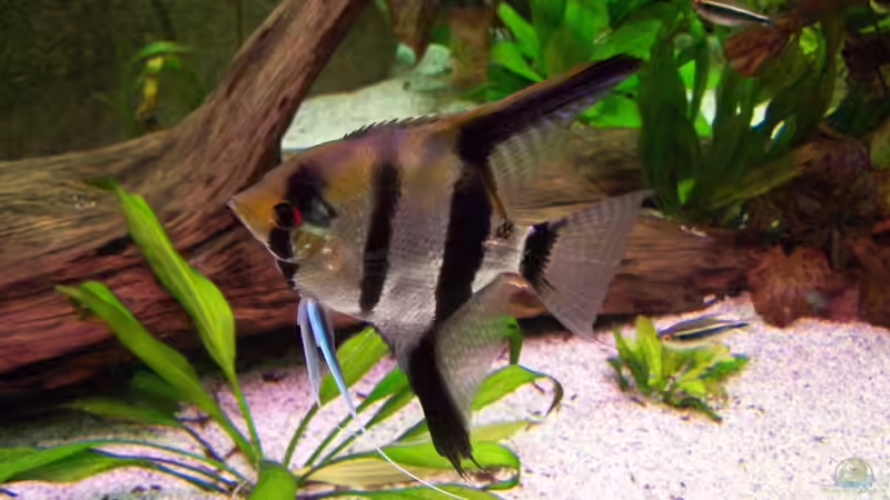 Besatz im Aquarium Becken 24596 von Stefan Arenth (36)