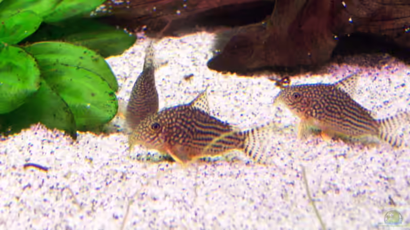 Besatz im Aquarium Becken 24596 von Stefan Arenth (37)