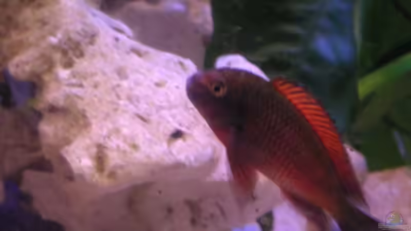 Besatz im Aquarium Becken 2467 von Thomas Schlechter (13)