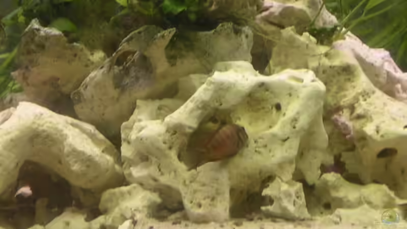 Besatz im Aquarium Becken 2467 von Thomas Schlechter (14)