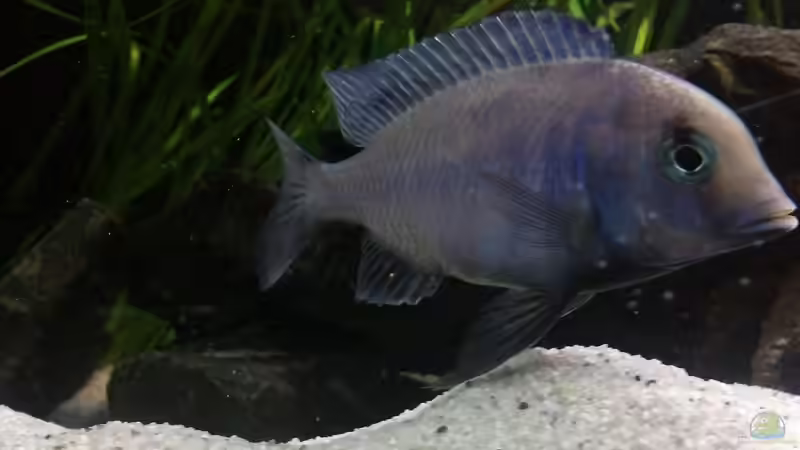 Besatz im Aquarium Becken 24810  ABZUGEBEN! von ABZUGEBEN!! (12)