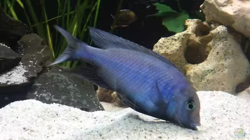 Besatz im Aquarium Becken 24810  ABZUGEBEN! von ABZUGEBEN!! (13)