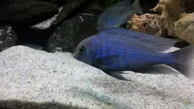 Besatz im Aquarium Becken 24810  ABZUGEBEN! von ABZUGEBEN!! (15)