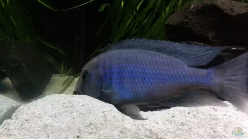 Besatz im Aquarium Becken 24810  ABZUGEBEN! von ABZUGEBEN!! (16)