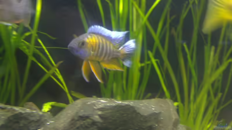 Besatz im Aquarium Becken 24810  ABZUGEBEN! von ABZUGEBEN!! (17)