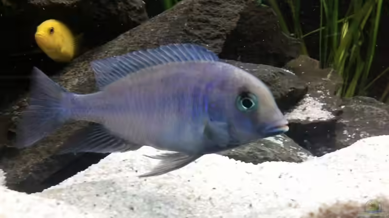 Besatz im Aquarium Becken 24810  ABZUGEBEN! von ABZUGEBEN!! (18)