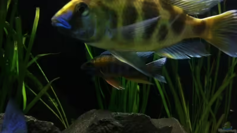 Besatz im Aquarium Becken 24810  ABZUGEBEN! von ABZUGEBEN!! (21)