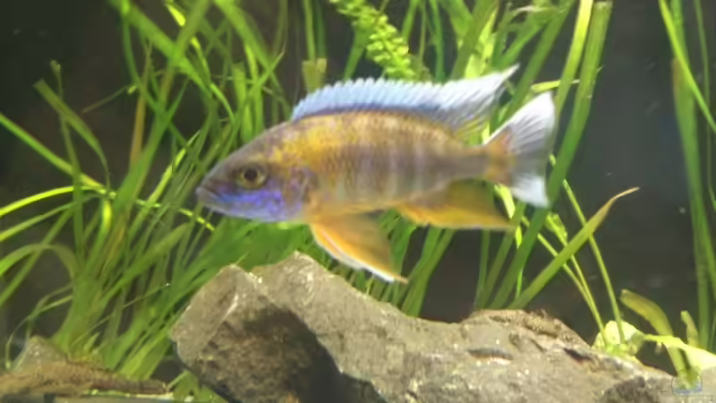 Besatz im Aquarium Becken 24810  ABZUGEBEN! von ABZUGEBEN!! (22)