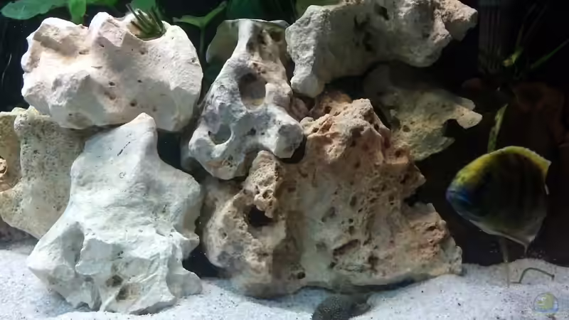 Besatz im Aquarium Becken 24810  ABZUGEBEN! von ABZUGEBEN!! (24)