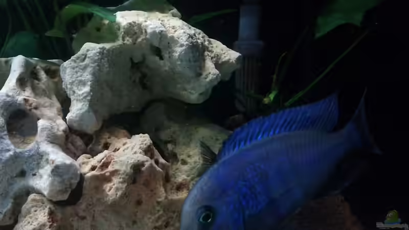 Besatz im Aquarium Becken 24810  ABZUGEBEN! von ABZUGEBEN!! (27)