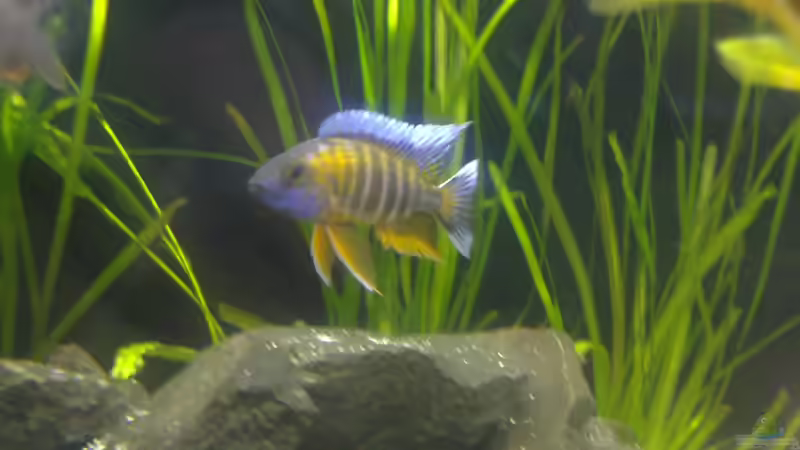 Besatz im Aquarium Becken 24810  ABZUGEBEN! von ABZUGEBEN!! (28)