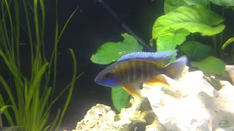 Besatz im Aquarium Becken 24810  ABZUGEBEN! von ABZUGEBEN!! (29)