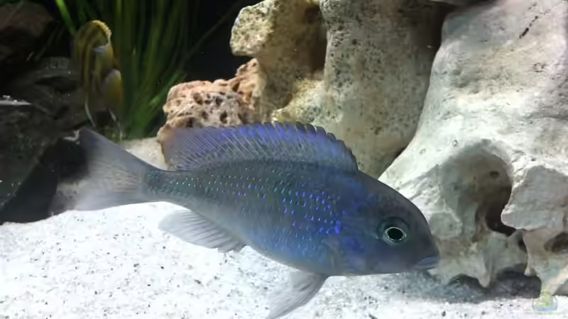 Besatz im Aquarium Becken 24810  ABZUGEBEN! von ABZUGEBEN!! (30)