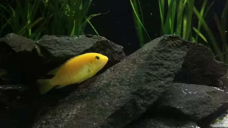 Besatz im Aquarium Becken 24810  ABZUGEBEN! von ABZUGEBEN!! (31)