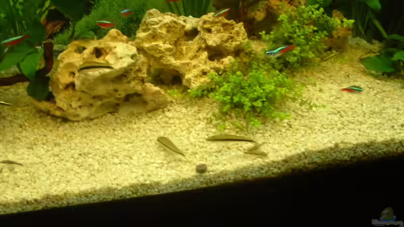 Besatz im Aquarium Becken 2482 von Wolfram Weise (6)