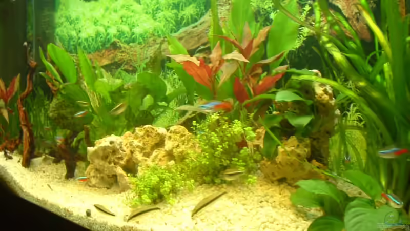 Besatz im Aquarium Becken 2482 von Wolfram Weise (7)