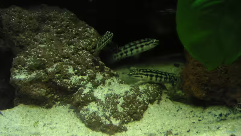 Besatz im Aquarium Becken 2486 von Thomas Schlechter (7)