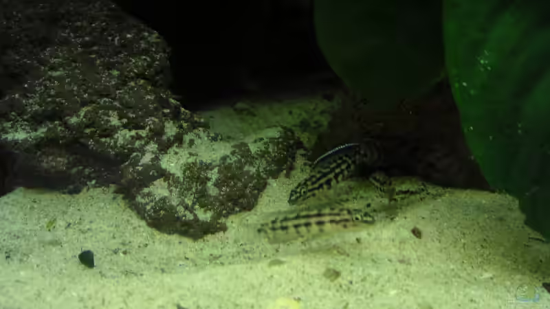 Besatz im Aquarium Becken 2486 von Thomas Schlechter (9)