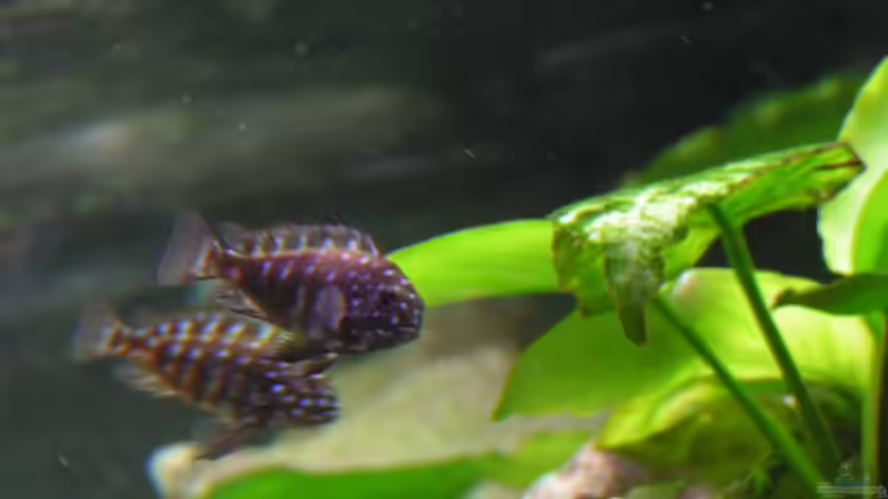 Besatz im Aquarium Becken 2495 von Dirk Ramoue (11)