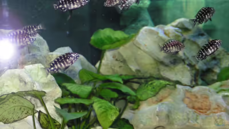 Besatz im Aquarium Becken 2495 von Dirk Ramoue (8)