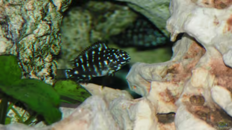 Besatz im Aquarium Becken 2495 von Dirk Ramoue (9)