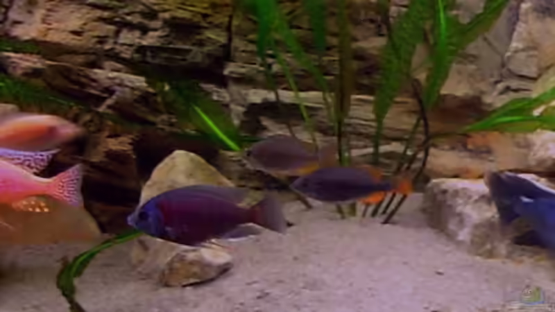 Besatz im Aquarium Becken 2496 Neueinrichtung von Alexander Siefer (10)