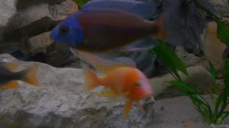 Besatz im Aquarium Becken 2496 Neueinrichtung von Alexander Siefer (4)