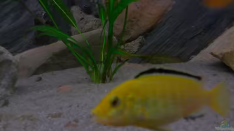 Besatz im Aquarium Becken 2496 Neueinrichtung von Alexander Siefer (7)