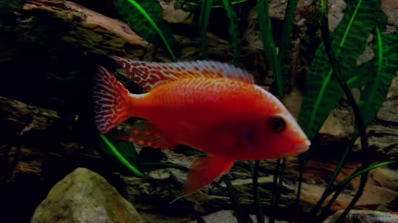 Besatz im Aquarium Becken 2496 Neueinrichtung von Alexander Siefer (8)