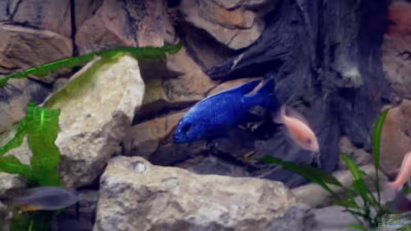 Besatz im Aquarium Becken 2496 Neueinrichtung von Alexander Siefer (9)