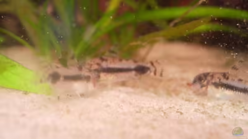 Besatz im Aquarium Becken 2497 von Anke Lutter (7)