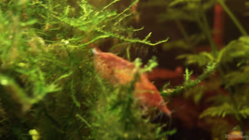 Besatz im Aquarium Becken 2497 von Anke Lutter (8)