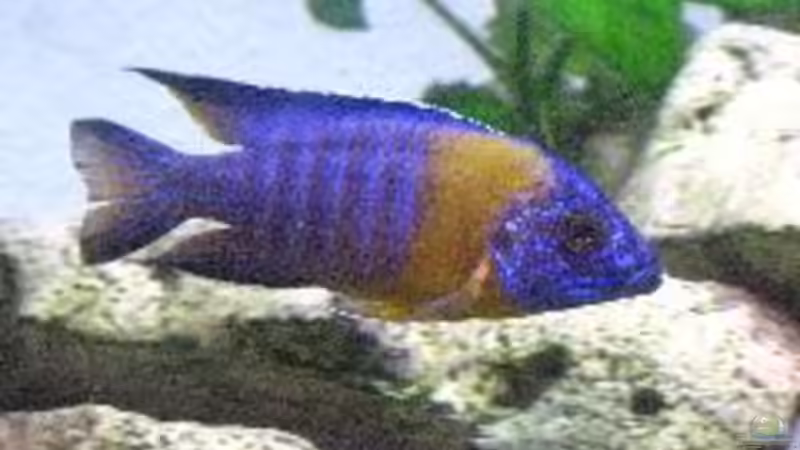 Besatz im Aquarium Becken 2499 von Thomas-Jörg Prütz (10)