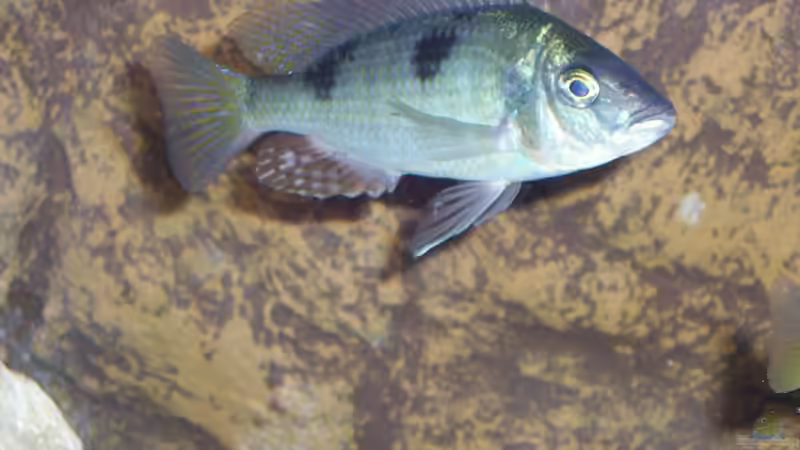 Besatz im Aquarium Becken 25 von Klaus Arends (4)