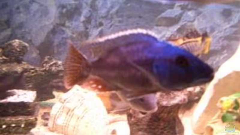 Besatz im Aquarium Becken 25 von Klaus Arends (5)