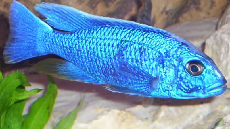 Besatz im Aquarium Becken 25 von Klaus Arends (6)