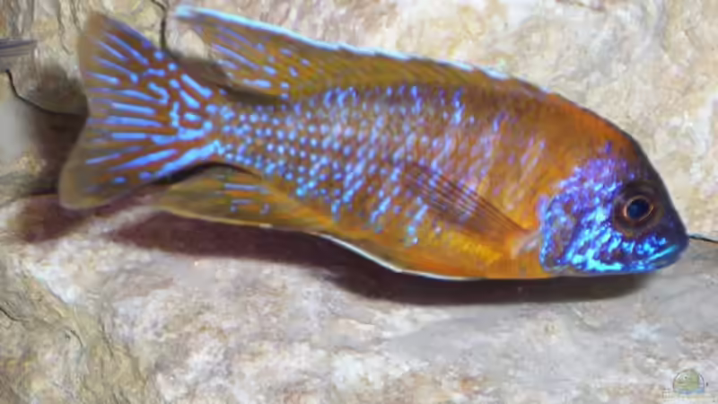 Besatz im Aquarium Becken 25 von Klaus Arends (7)