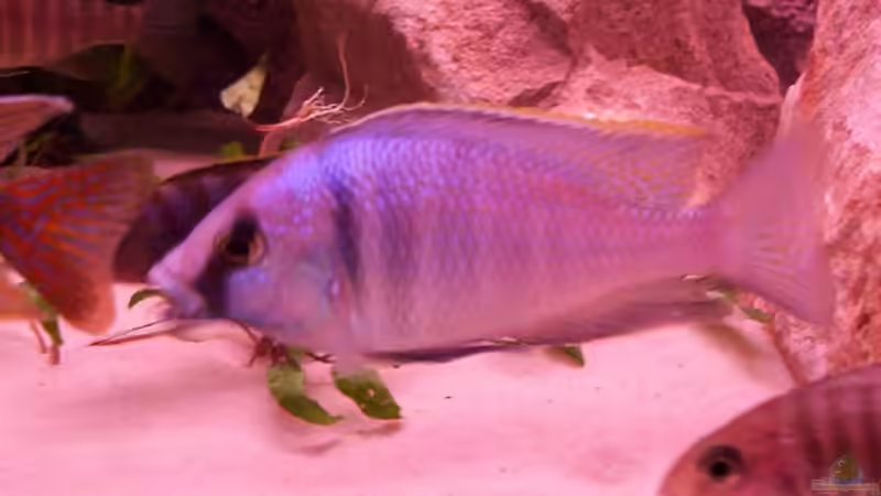 Besatz im Aquarium Becken 25 von Klaus Arends (8)