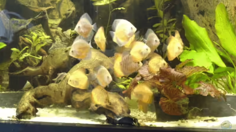 Besatz im Aquarium Becken 2500 von Marcus Schulte (17)