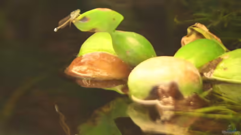 Besatz im Aquarium Becken 2500 von Marcus Schulte (19)