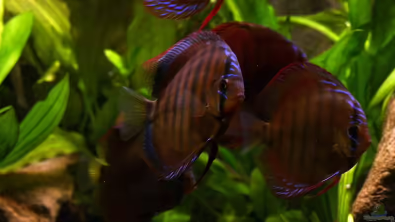 Besatz im Aquarium Becken 2500 von Marcus Schulte (20)