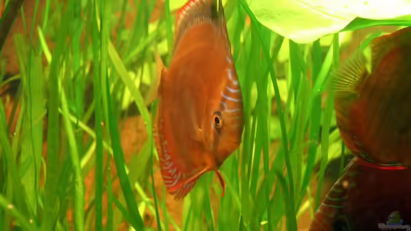 Besatz im Aquarium Becken 2500 von Marcus Schulte (25)