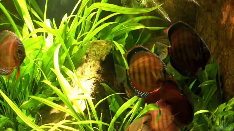 Besatz im Aquarium Becken 2500 von Marcus Schulte (27)