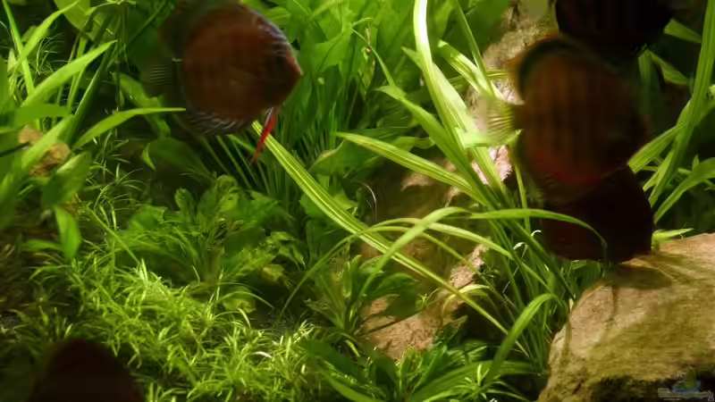 Besatz im Aquarium Becken 2500 von Marcus Schulte (28)