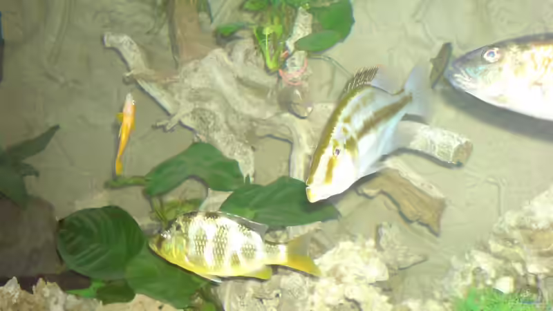 Besatz im Aquarium Becken 25097 von Frank Lefers (4)