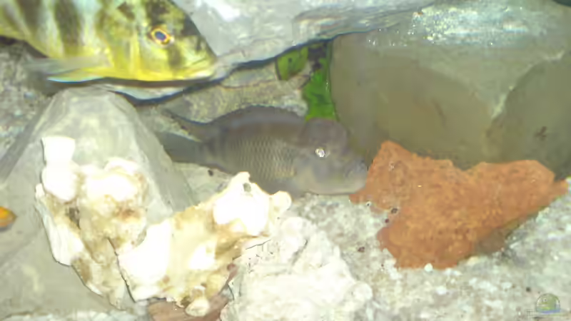 Besatz im Aquarium Becken 25097 von Frank Lefers (5)